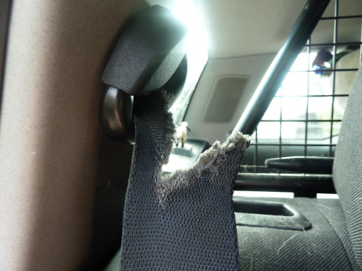 Oh dear mice appear to have eaten the seatbelt Mum!