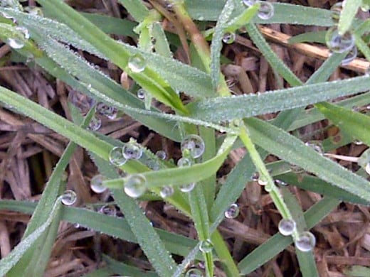 Dew drops on grass ....!!!
