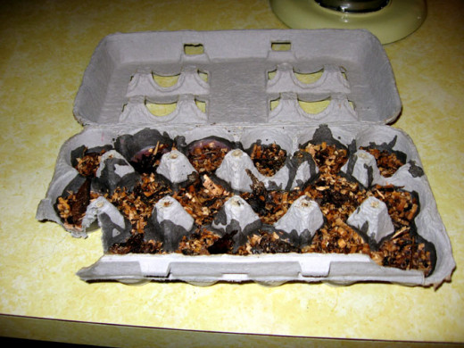 When the wax is cooled, it's ready to use. Cut out one cup at a time with a sharp knife.