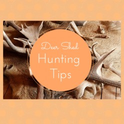 Deer Shed Hunting Tips