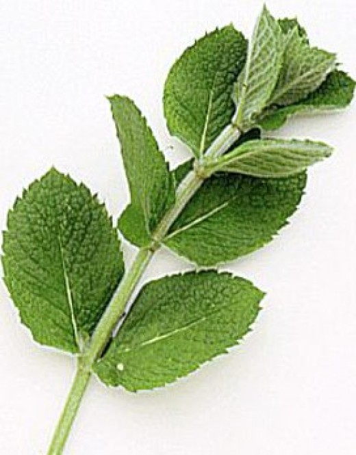 How To Make Your Own Peppermint Essential Oil HubPages