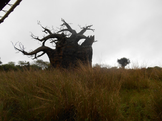 Baobab Tree - I took this picture on Safari