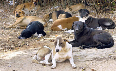 stray dogs are a threat to pedestrians