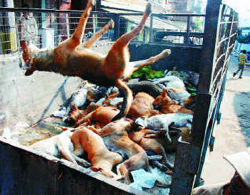 culling of the stray dogs