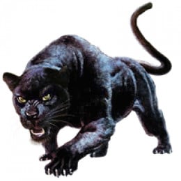 https://usercontent1.hubstatic.com/12033338_f260.jpg