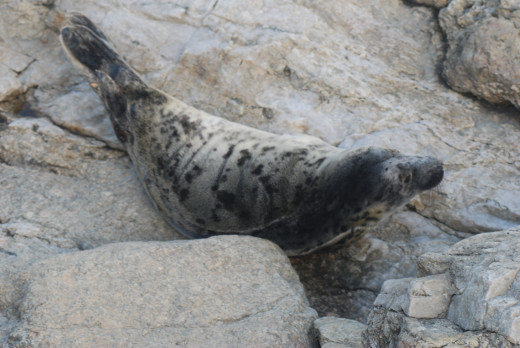 Baby gray seal, Newport RI Cliff Walk