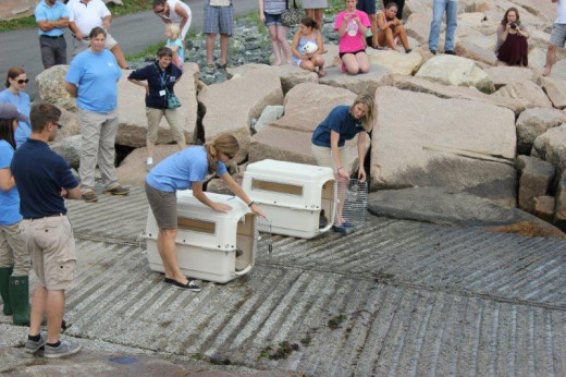 Seal Release Narragansett RI