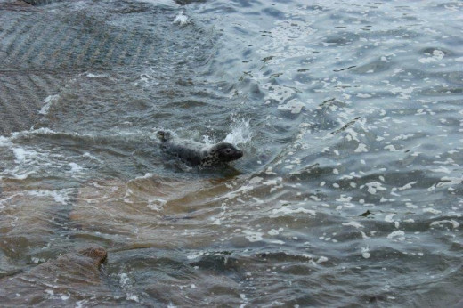 Seal at shore in water.