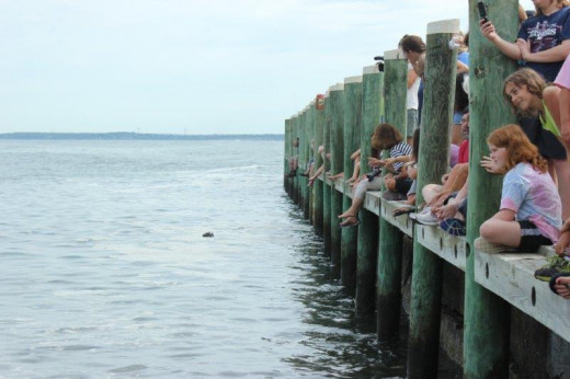 Children and other spectators watch as Cassiopeia swims away