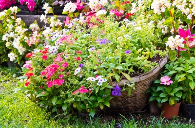 Increase your plants by propagating your own plants found in your garden!