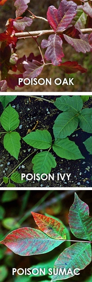 Above Are What The Most Common Poison Plants In North America Look Like. Remember Leaflets Of Three Let It Be. 