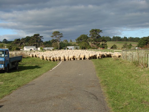 Sheep being mustered near Wanganui