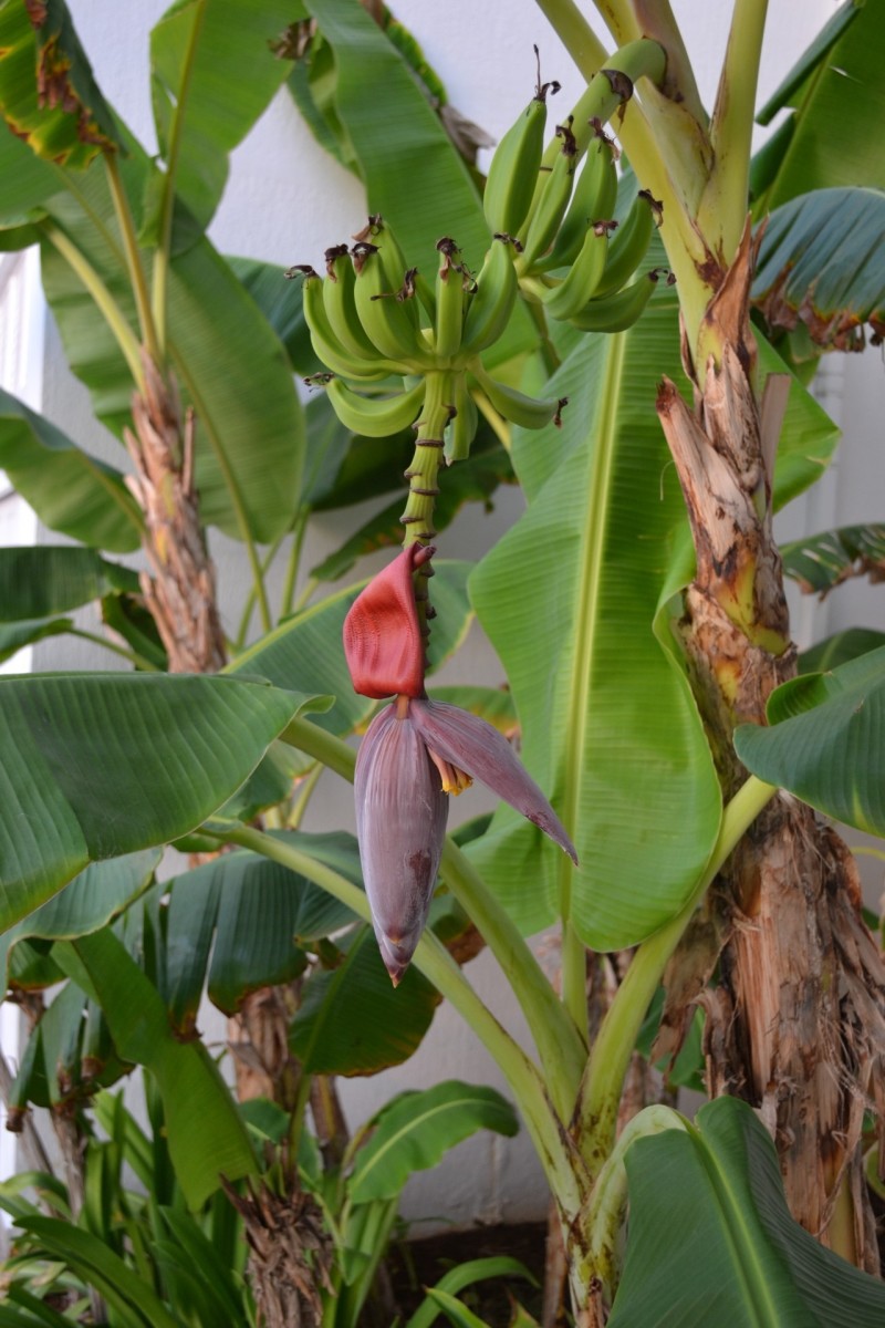 10 Uses Of Banana Trees Dengarden