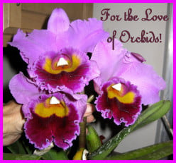 The Love of Orchids