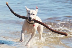Why should we have Dogs - 7 Reasons
