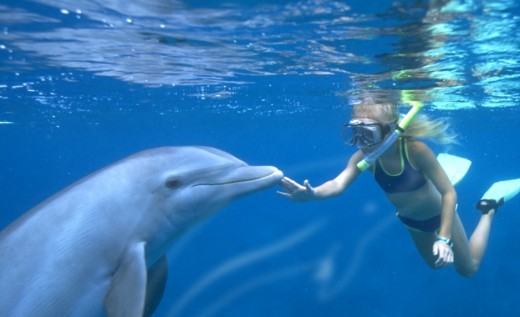 Discovery Cove - Swim with Dolphins