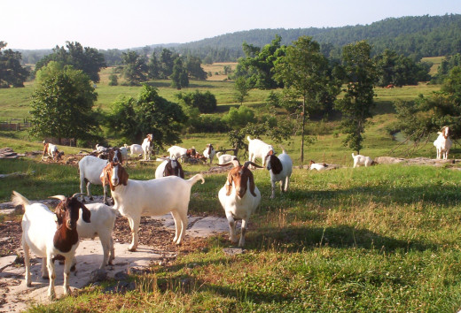 Meat goats on Pasture