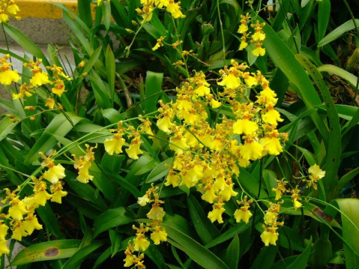 This is my mother's favorite flower.
