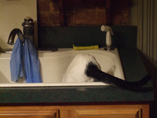 Kitten gets deep into kitchen sink.