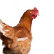 Chicken Houses profile image