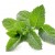 Mint Mint
