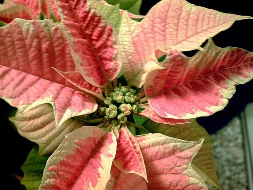 Variegated poinsettia with pink and white