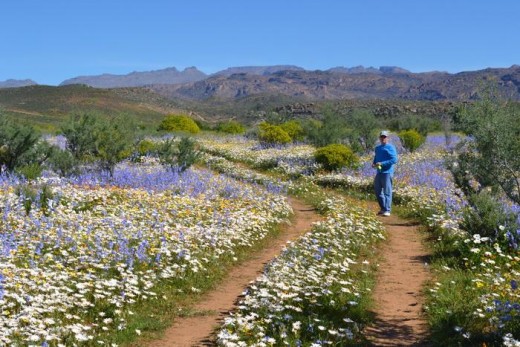 Flower season at Darling, South Coast, South Africa (see source URL)