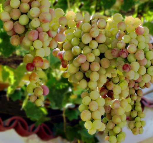 Low-hanging grapes