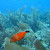 Hard Coral Reefs Hard Coral Reefs