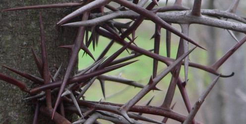 The honey locust (also known as the thorny locust - latin Gleditsia triacanthos) has needle-type thorns on the trunk.