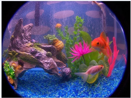 A fish tank can liven up a living space and make building occupants feel good
