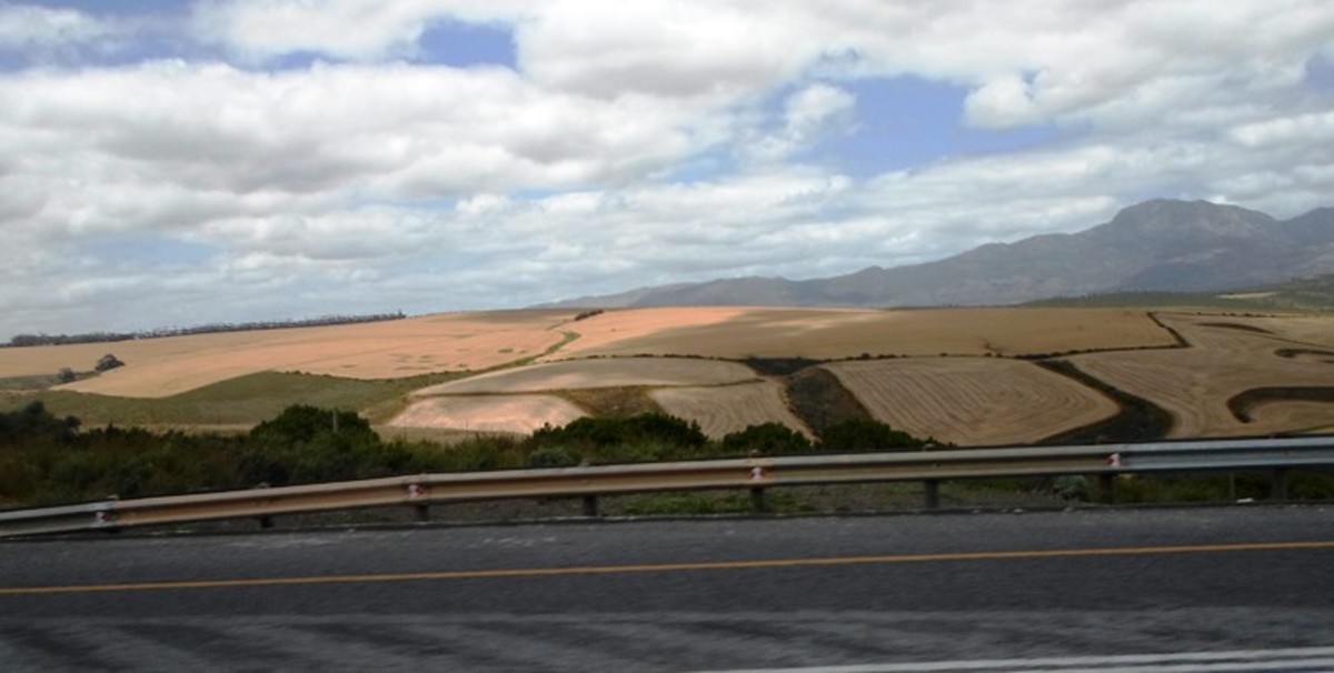 Corn fields between Grabouw and Caledon, Western Cape, South Africa 
