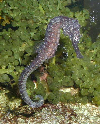 http://fins.actwin.com/pics/Hippocampus_kuda.jpg