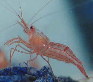 http://seahorsesanctuary.com.au/files/peppermint-shrimp.jpg