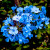 Ageratum Ageratum
