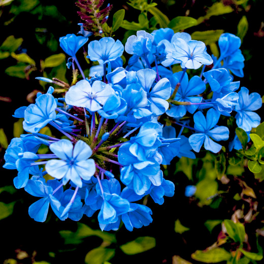 Ageratum