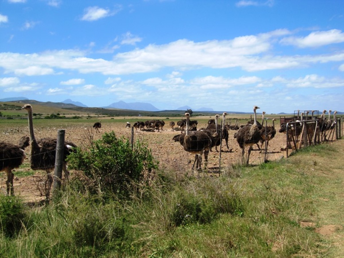 Ostrich farm, Heidelberg, Western Cape, South Africa