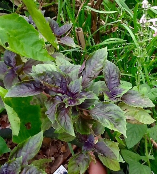 Purple Basil adds color to vinegars and other food preparations.