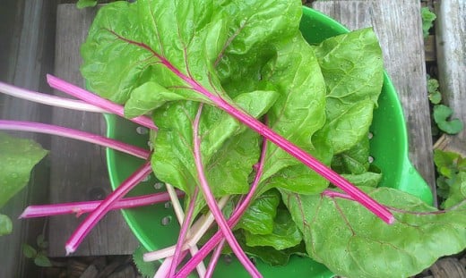 Swiss Chard "Five Color Silverbeet"