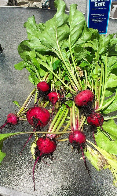 Beet "Chioggia" freshly harvested