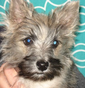Ollie is a 3-month old Cairn Terrier