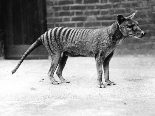 Some Tasmanian tigers were kept in zoos before they became extinct