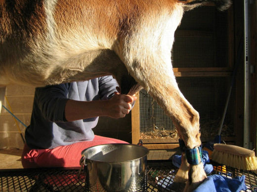It is difficult to milk goats because they become stubborn when they detect you intend to milk them. They are able to recognize the  milk bucket.