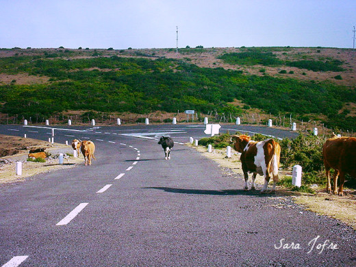 Madeira Island road with some very nice cows invading it