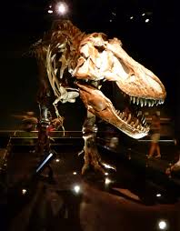Dinosaur Museums