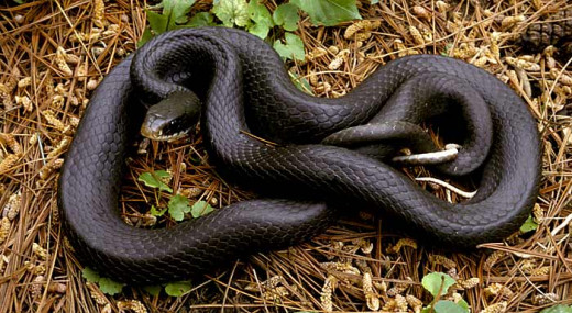 Black racer snake