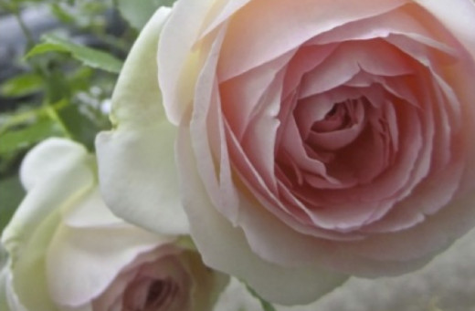 Rosa Pierre Ronsard
