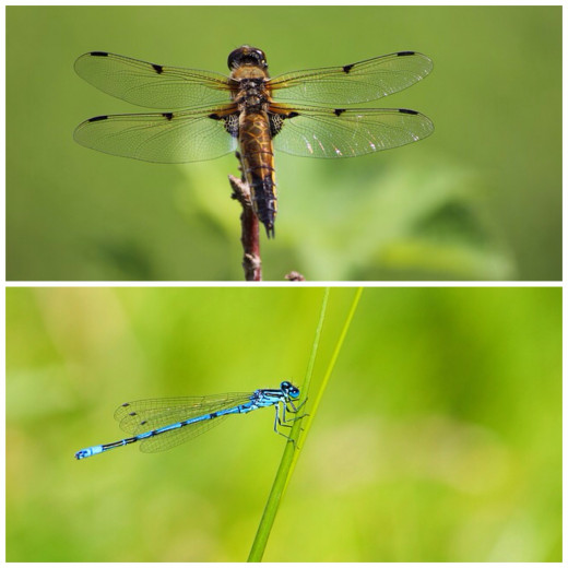 The dragonfly is in the top photo, the damselfly in the bottom photo. 