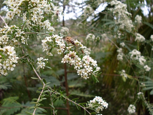 Manuka Bush or Tea Tree