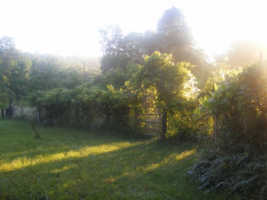 Garden Fence
